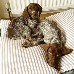 Houses for the German Shorthaired Pointer should have their own warm, draft-free corner with lot ...