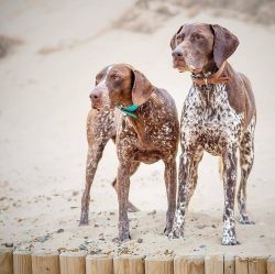 The German Shorthaired Pointer is a wind-up toy that never rests. 