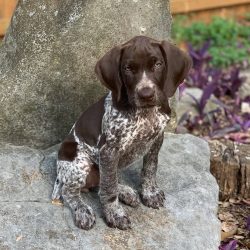 The energy of the German Shorthaired Pointer is in full swing, drawing her into adventures.