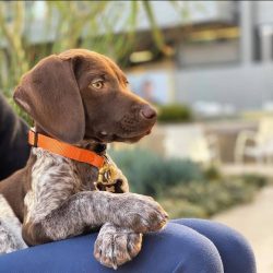 The German Shorthaired Pointer is a versatile hunting breed that is easy to use with its skills.