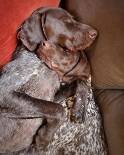The German Shorthaired Pointer is a real bunch of energy on all fours!