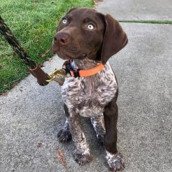 Minimum Requirements A German Shorthaired Pointer is an hour of exercise and is far from the limit.