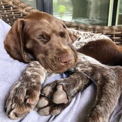 German Short-haired Pointers can catch game in any conditions, therefore they become indispensab ...