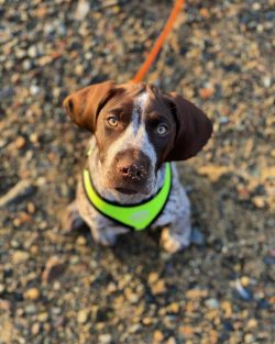 German Shorthaired Pointers can’t stand being alone. Regular absence of the owner can prov ...