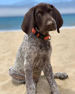 German Shorthaired Pointer rarely shows aggression towards strangers. For this reason, it is dif ...