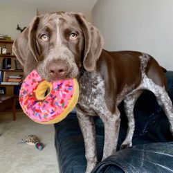German Shorthaired Pointers make friends with children of all ages. However, you shouldn’t ...