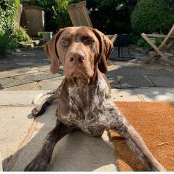  German Shorthaired Pointers get along well with other pets, but refrain from introducing them t ...