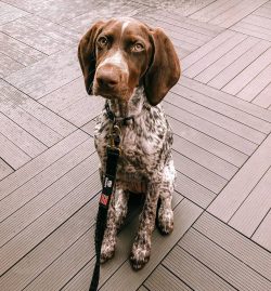 German Shorthaired Pointers are not always comfortable in an apartment. They feel better in a pr ...