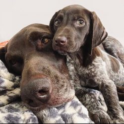 The German Shorthaired Pointer is only suitable for experienced dog breeders.