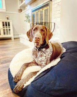 German Shorthaired Pointer is the choice of activists who are crazy about jogging and walking wi ...
