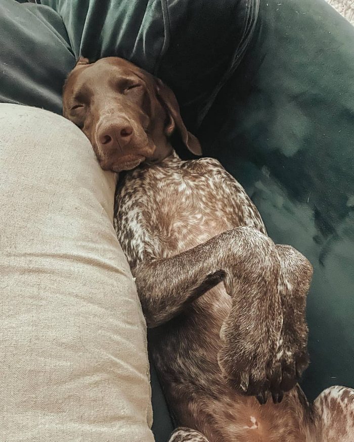 The neck of the shorthaired pointer is rather long in order to blend in with the external appear ...