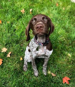 The elongated and very wide muzzle of the shorthaired pointer tapers smoothly towards the nose.  ...