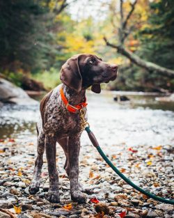 In 1930, the American Kennel Club recognized and registered the German Shorthaired Pointer.