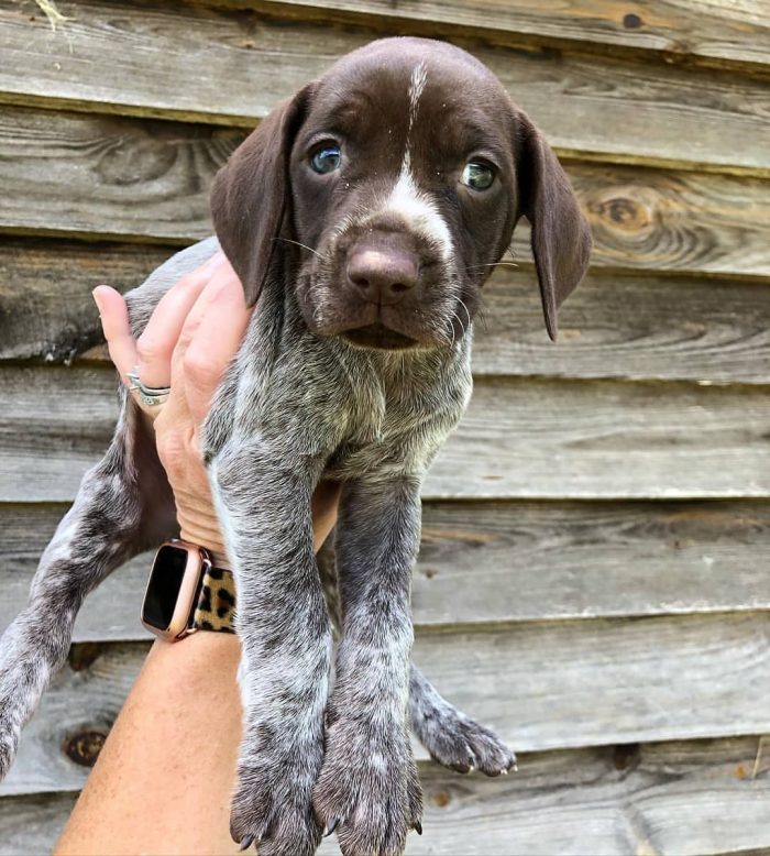 In 1872, the German Shorthaired Pointer was added to the lists of the GKC, the German Cynologica ...