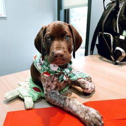 There is an assumption that not only Bracco Italiano and Perdigero Burgos participated in the se ...