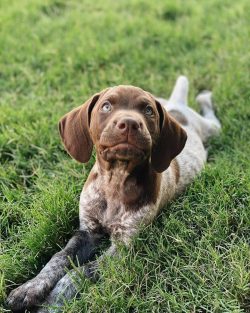 The German Shorthaired Pointer will not leave indifferent the hunter either: this breed is alway ...