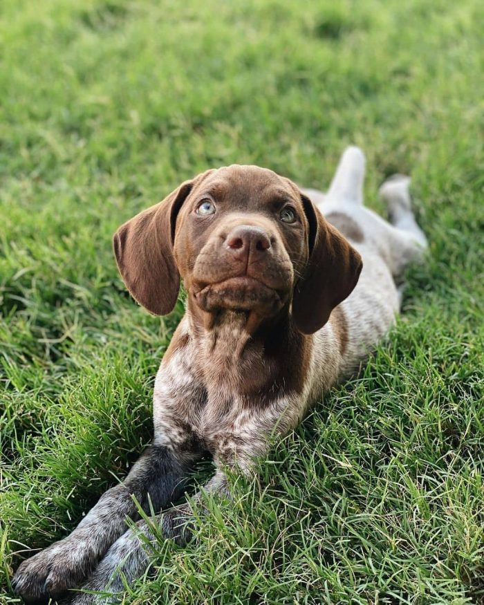 The German Shorthaired Pointer will not leave indifferent the hunter either: this breed is alway ...