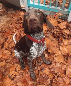 German Shorthaired Pointer will find a common language with both an adult and a child who needs  ...