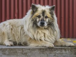 And although the Icelandic dog is a very ancient breed, it received international recognition on ...