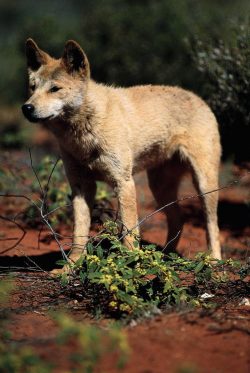 The back of the animal is straight and strong, the chest is lightweight. The croup is wide, angu ...