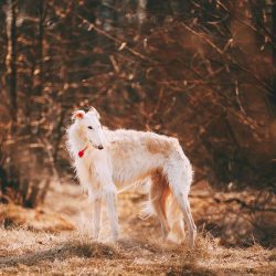 hunting instincts often push the dog to chase cats, but they do not harm them. 
