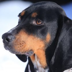 For a coonhound, active and long walks in a quiet place where there are no cars and people are v ...