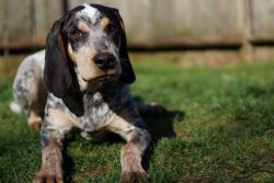 The Speckled Bluetick Coonhound is a very muscular, large, and strong dog. This breed successful ...
