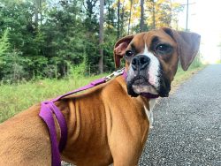 Boxers are prone to quite a few health problems. These dogs can be deaf – about 20-40% of  ...