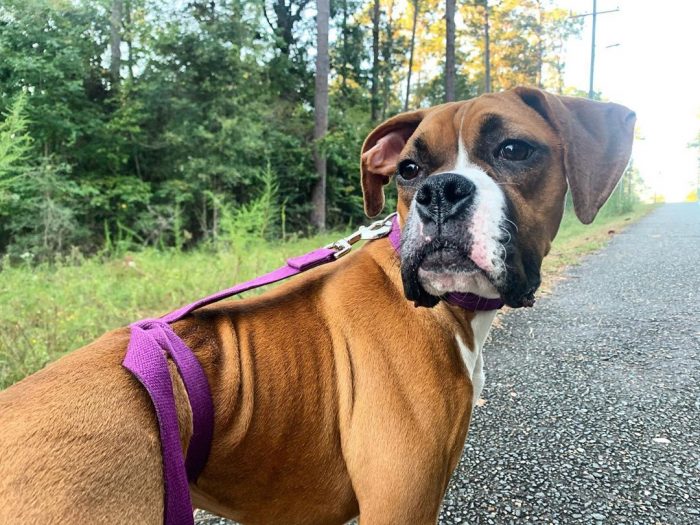 Boxers are prone to quite a few health problems. These dogs can be deaf about 2040 of