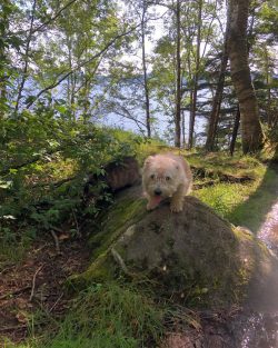 The Glen of Imal Terrier is small, very lively dogs, leading their history from Ireland. Althoug ...