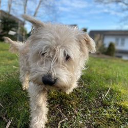 Despite their modest size, these dogs showed real miracles in hunting, being very resourceful, c ...