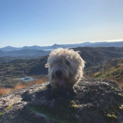 The breed has shown itself to be an excellent companion and a good “live alarm” that ...