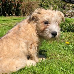 You definitely need to provide your pet with proper active activity – walking for at least ...