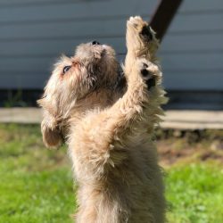  When he wants to go for a walk, he runs up to you, and on his face, you can clearly read – ...