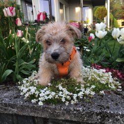 The Glen of Imal Terrier was one of the last Irish Terriers to gain official recognition in Irel ...