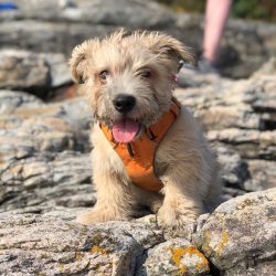 After being officially recognized in Ireland, the breed had to wait 42 years before the British  ...