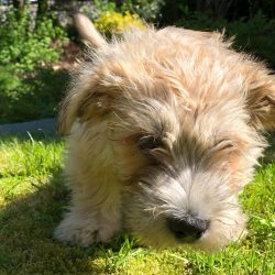 The last to recognize the breed was the American Kennel Club in 1987.