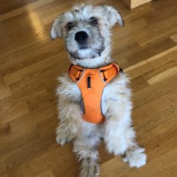 The Glen of Imal Terrier is a very cheerful and friendly dog, completely devoted to his family.