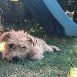 If you see that your pet began to look around with a bored look, his attention is scattered, he  ...