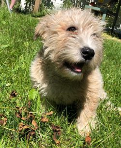 Working with the Glen of Imal Terrier breed has its own subtleties. In particular, dogs do not t ...