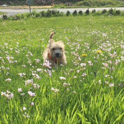 In working with this breed, it is recommended that the first thing, among other things, teach th ...