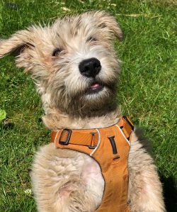 If you want the Glen of Imaal Terrier to get along with the cat, you need to introduce them at a ...