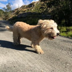 The Glen of Imal Terrier breed has strong hunting instincts, and will certainly chase cats and s ...