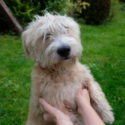  If you live in the private sector, the Glen Imal Terrier will definitely defend its territory a ...