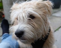 The Glen of Imal Terrier loves its people very much, and it is not recommended to leave him alon ...