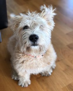  By the way, the Glen of Imal Terrier has a good metabolism and excellent appetite, therefore, y ...