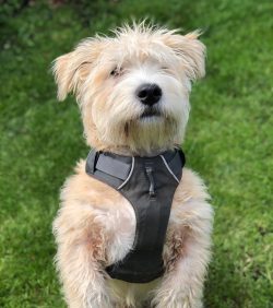 The Glen of Imal Terrier dog is in good health, and almost does not get sick, but here are a few ...