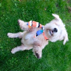 If you need a serious, balanced dog, a favorite of the family and children, at the same time, co ...