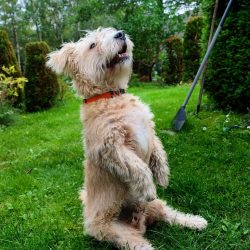  This is a wonderful dog that loves human society very much, while unobtrusive, he will never pe ...