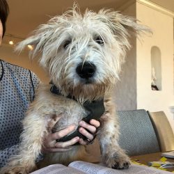 Glen of Imaal Terriers were bred in the mountains of southeastern Ireland. They hunted foxes, ba ...